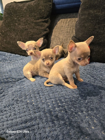 Xxxs Lilac Merle Chihuahua puppies