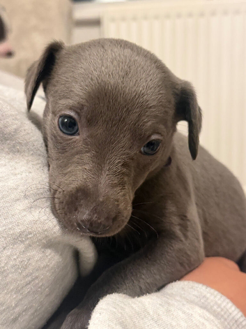 Whippet puppies ready to reserve