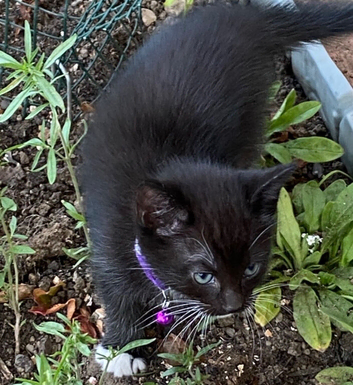 Small kittens