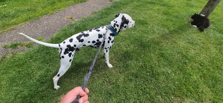 KC Dalmatian for Stud