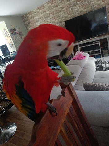 Scarlet macaw