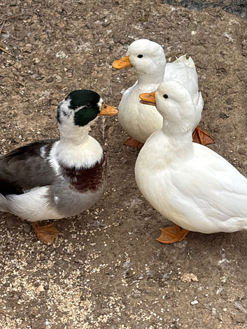Call ducks