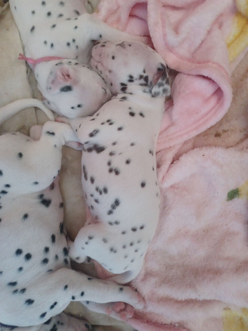 Dalmatian pups