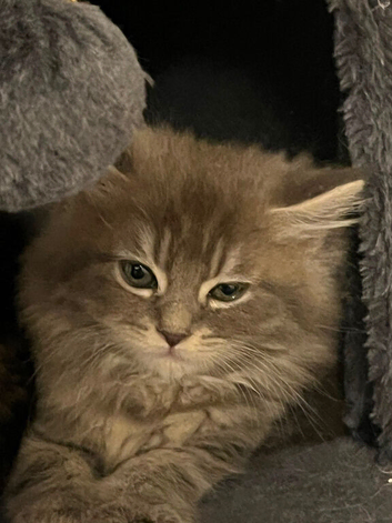 Pure Maine Coon kittens