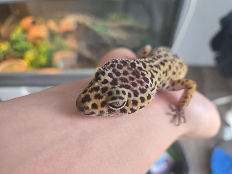 Leopard Geko complete set up