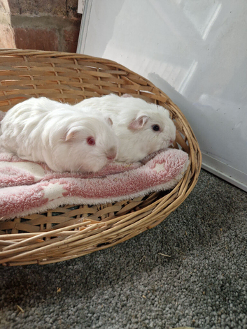 Sheltie and coronet boy guinea pigs