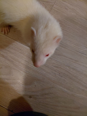 Ferrets for sale