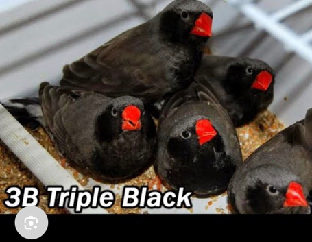 Black zebra finch