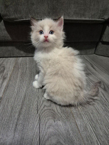 Blue bicolour Ragdoll kittens