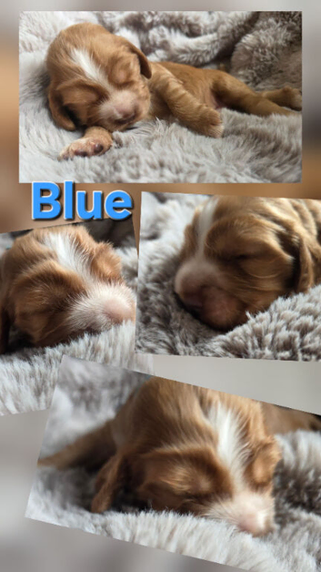RKC SHOW COCKER SPANIEL PUPPIES EXTENSIVELY HEALTH TESTED