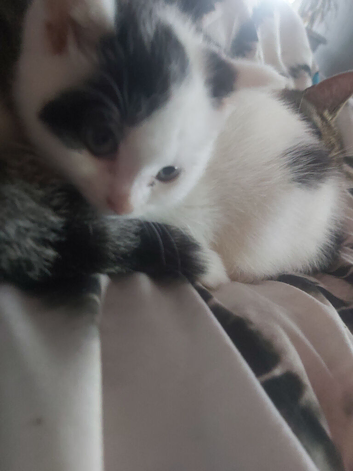 Beautiful black and white kitten female