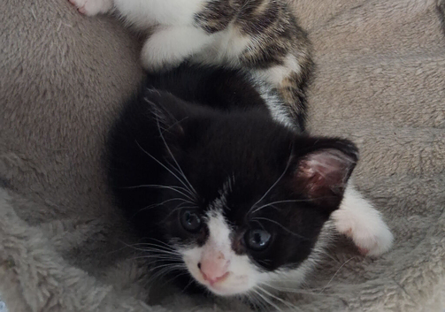 Kittens