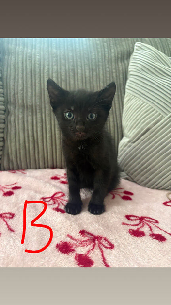 3 beautiful kittens looking for new loving homes