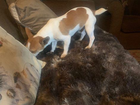 JackRussell Male