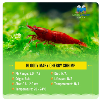 Bloody Mary Shrimp Not Cherry