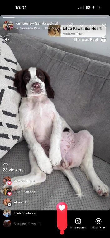 Springer spaniel puppy