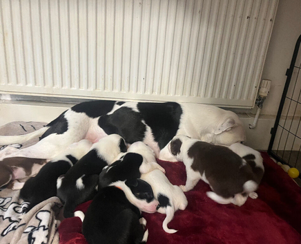 Border collie x staffy puppies