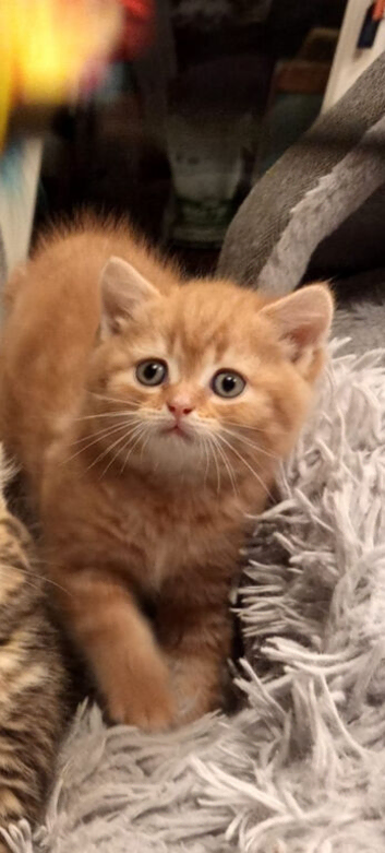 Kittens ready for their new home