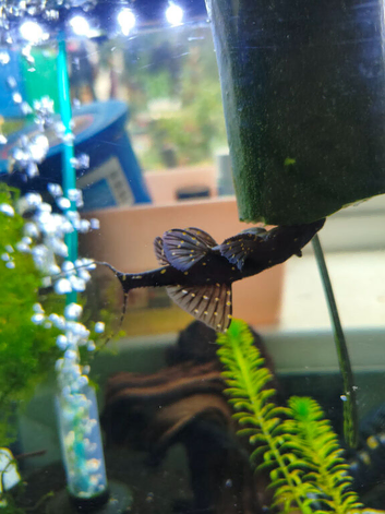 L155 Adonis plec catfish