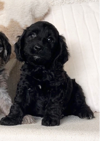 Beautiful Cockapoo puppies