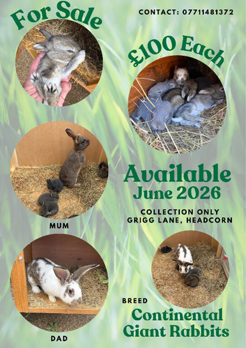Continental Giant Rabbits