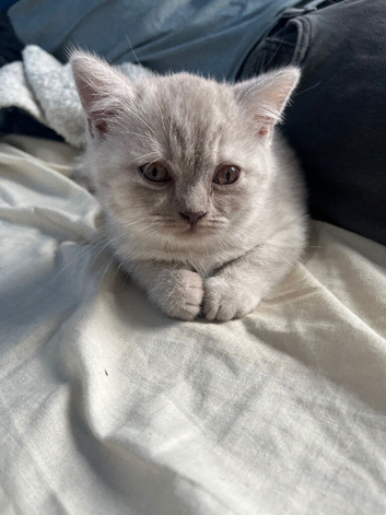 Two British shorthair kittens
