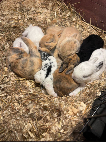 Beautiful Mini Lop Bunnies