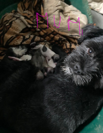 Adorable Fluffy Lhasa Apso Puppies For Sale