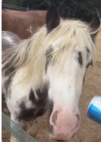 2 year old cob colt