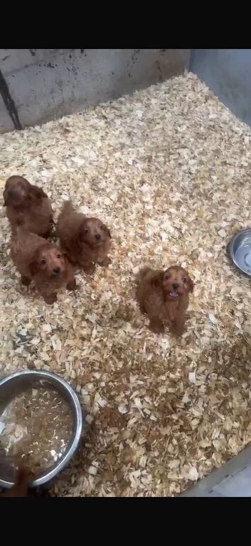 Cockapoo pups