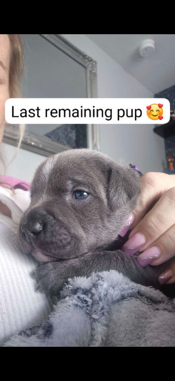 Staffy pups