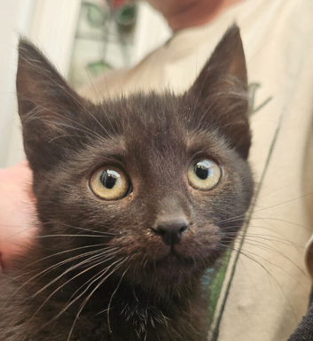 ONLY 1 KITTEN LEFT A BLACK GIRL READY TO LEAVE NOW