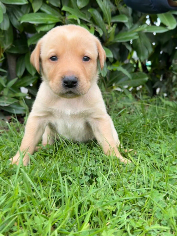 8 beautiful puppies