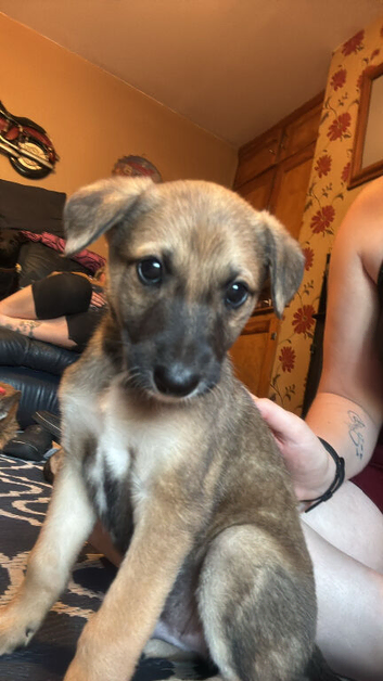 Saluki greyhound x saluki collie greyhound pups