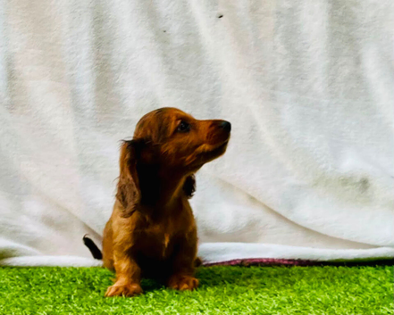 Miniature long haired dachshund