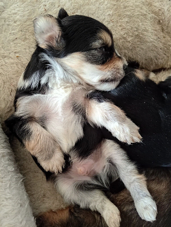 Chorkie puppies