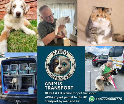 Pets Transport UK, EU