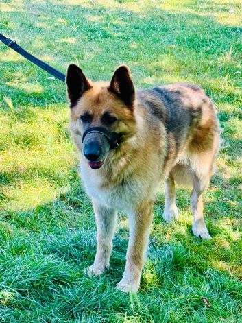 Female German shepherd in Luton