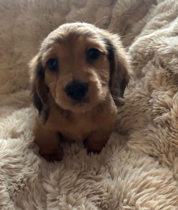 LONG HAIRED MINIATURE DACHSHUND PUPPIES