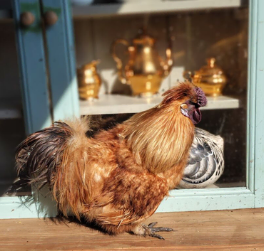 Golden Silkie cockerel