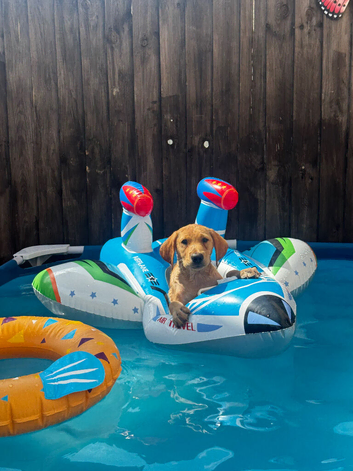 Golden retriever mix Labrador