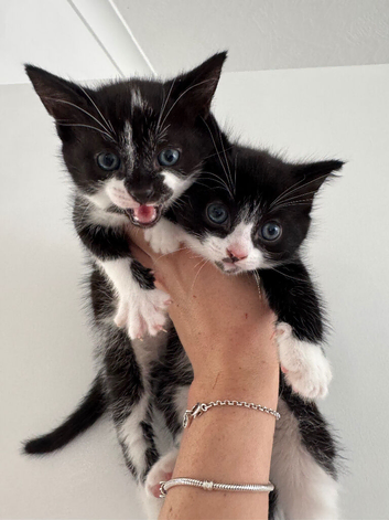 Kittens for sale. Ready to go!