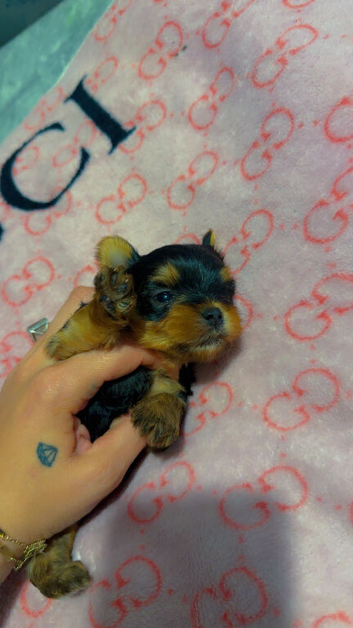 Beautiful Yorkshire terrier boy