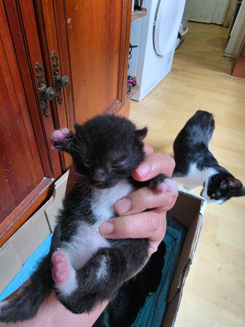 Kitten