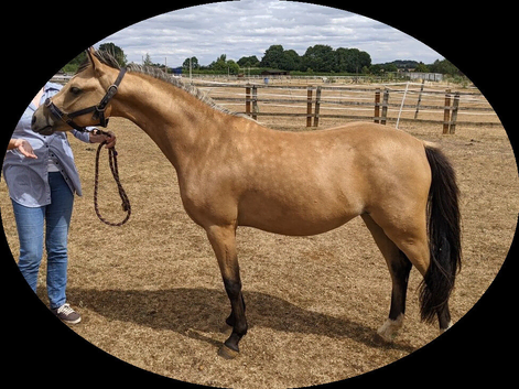 Beautiful dun gelding 13.1hh