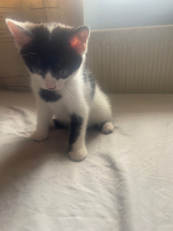 2 stunning kittens