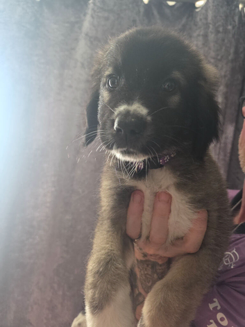 Caucasian shepherd x puppies