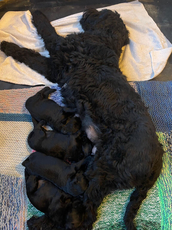 Black Russian Terrier