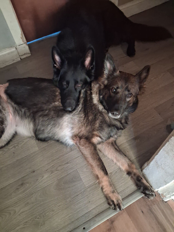 Black Kc Registered German Shepherd