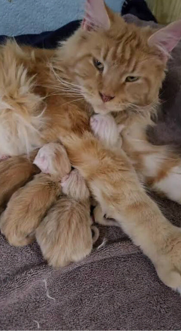 Mainecoon kittens stunning!!